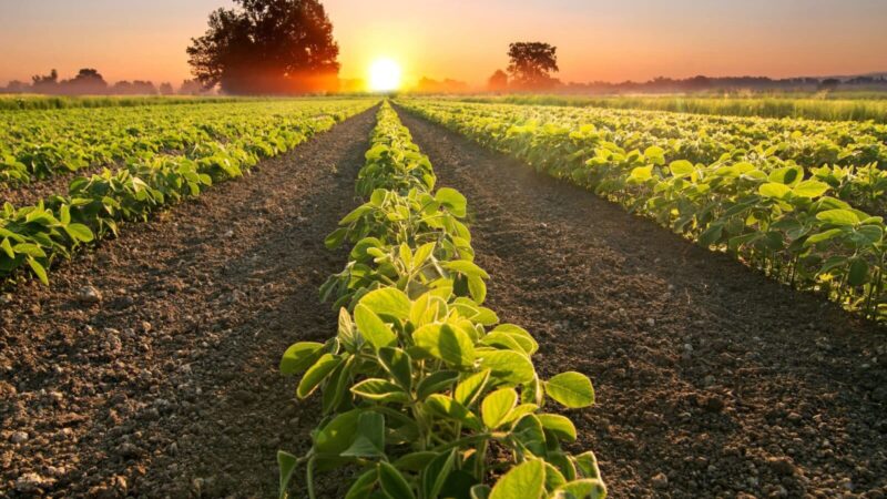 Mudança no calendário de plantio da soja em Mato Grosso gera preocupação ambiental