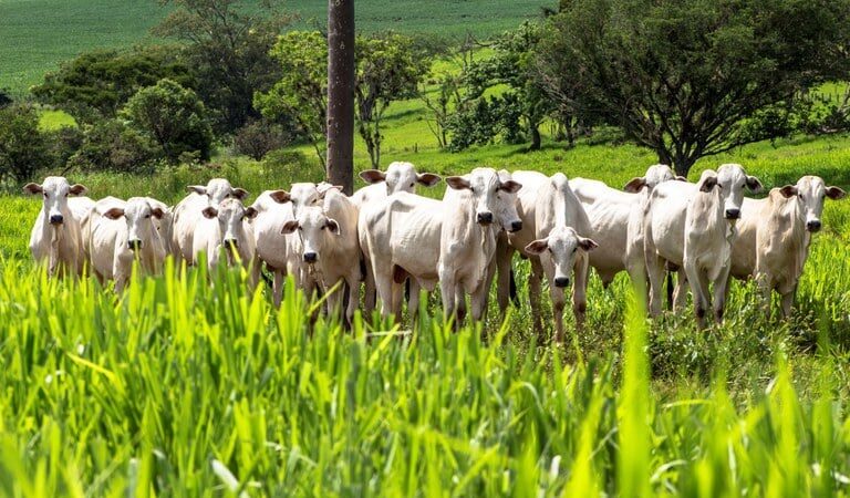 Prazo para produtores de Mato Grosso informarem ao Indea estoque de rebanho termina no dia 4 de junho