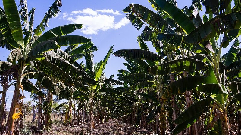 Cultivo da fruta mais produzida em MT é fomentado pelo Governo com entrega de 83 mil mudas só em 2024