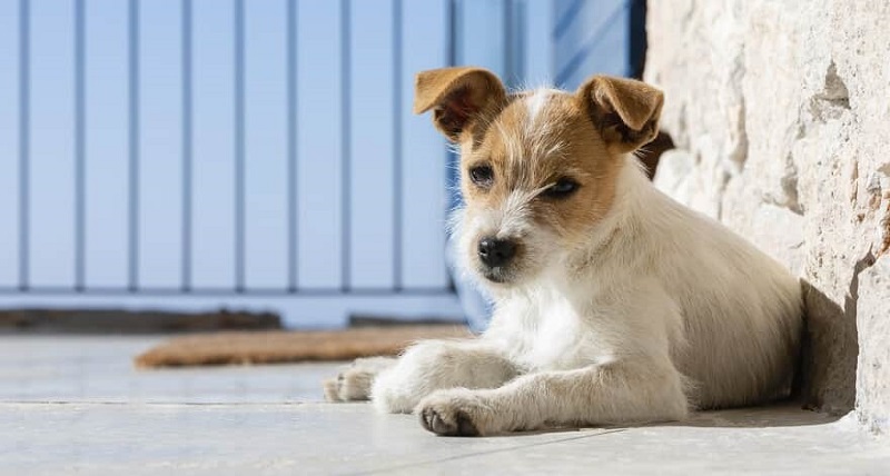 Juiz reconhece direito a pensão alimentícia para animal de estimação