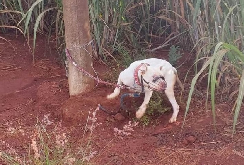 Polícia Militar resgata seis pitbulls vítimas de maus-tratos e prende jovem em flagrante