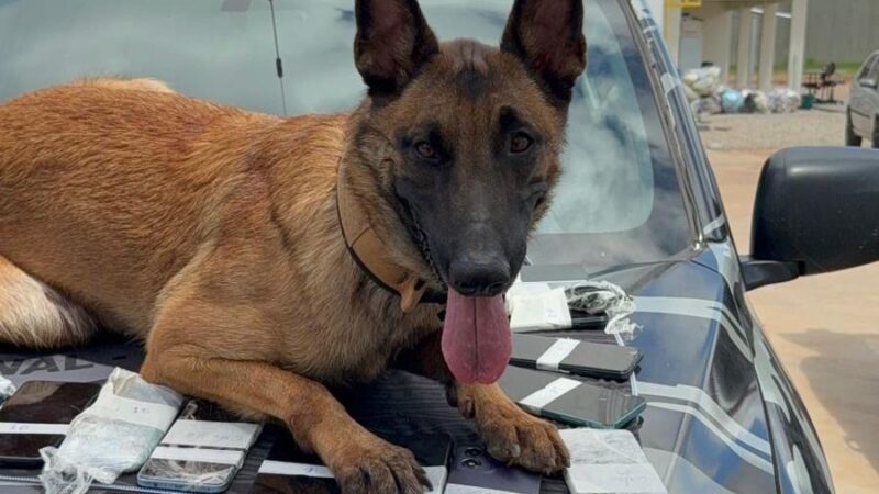 Polícia Penal realiza operação com cães do SOE e apreende 26 celulares no Centro de Ressocialização de Várzea Grande