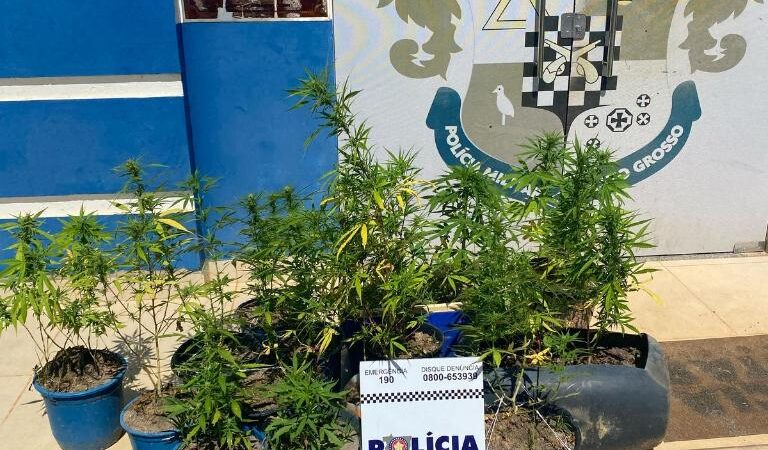 Polícia Militar prende motociclista e apreende mudas de maconha escondidas na zona rural